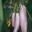 Bride Eggplant