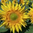 Green Burst Sunflower